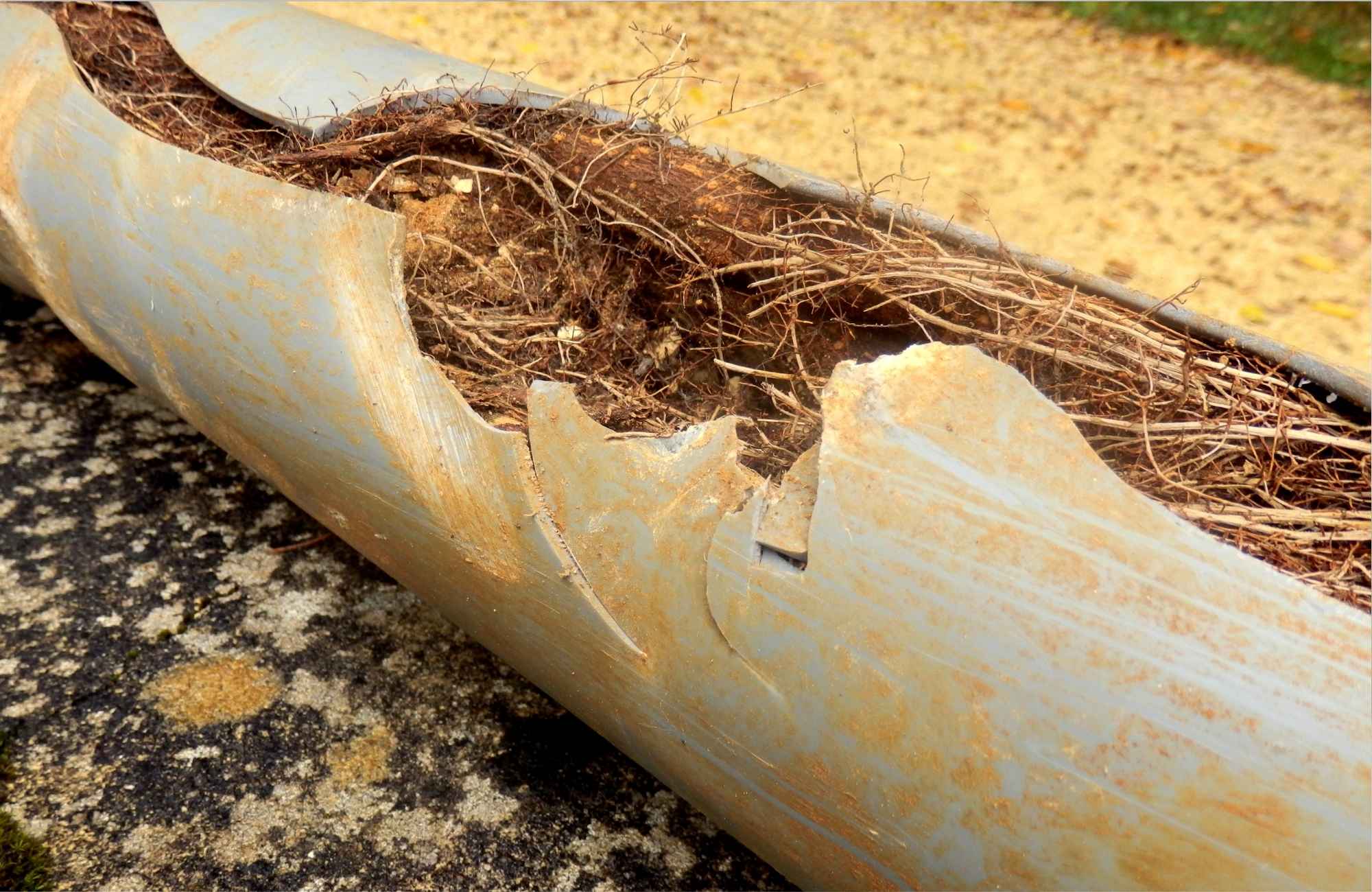 signs of sewer line damage