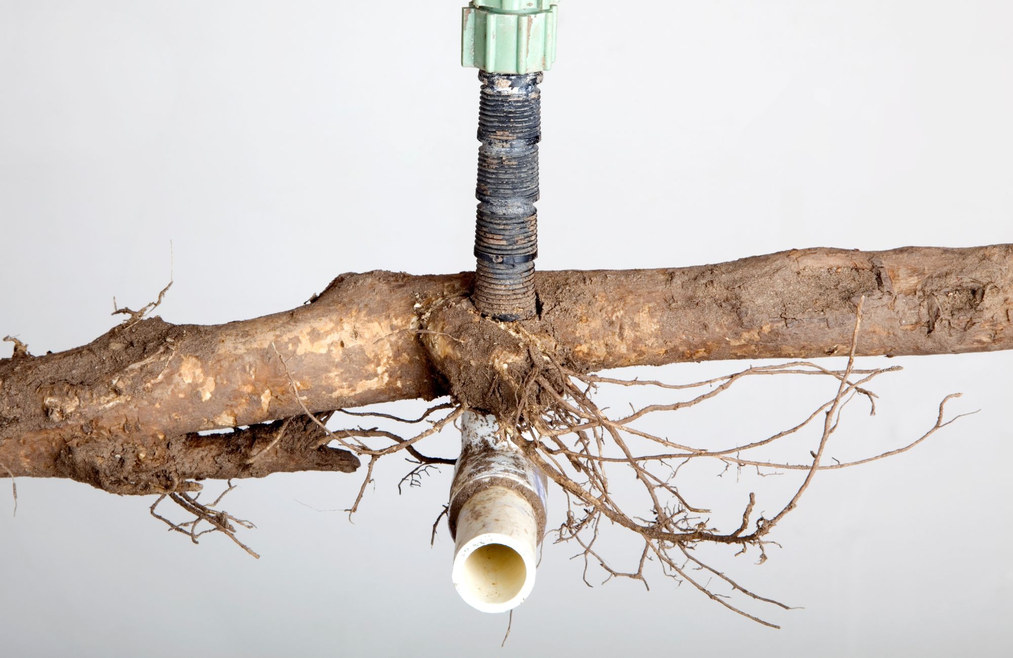 Tree Roots In Plumbing Tree Roots in Sewer Line: Symptoms You Should Not Ignore